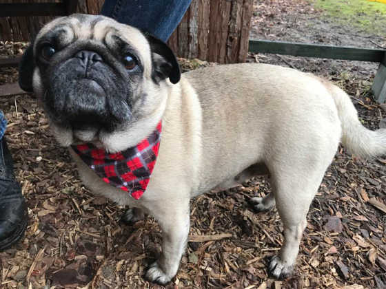Ein Mops mit kariertem Halstuch steht im Rindenmulch