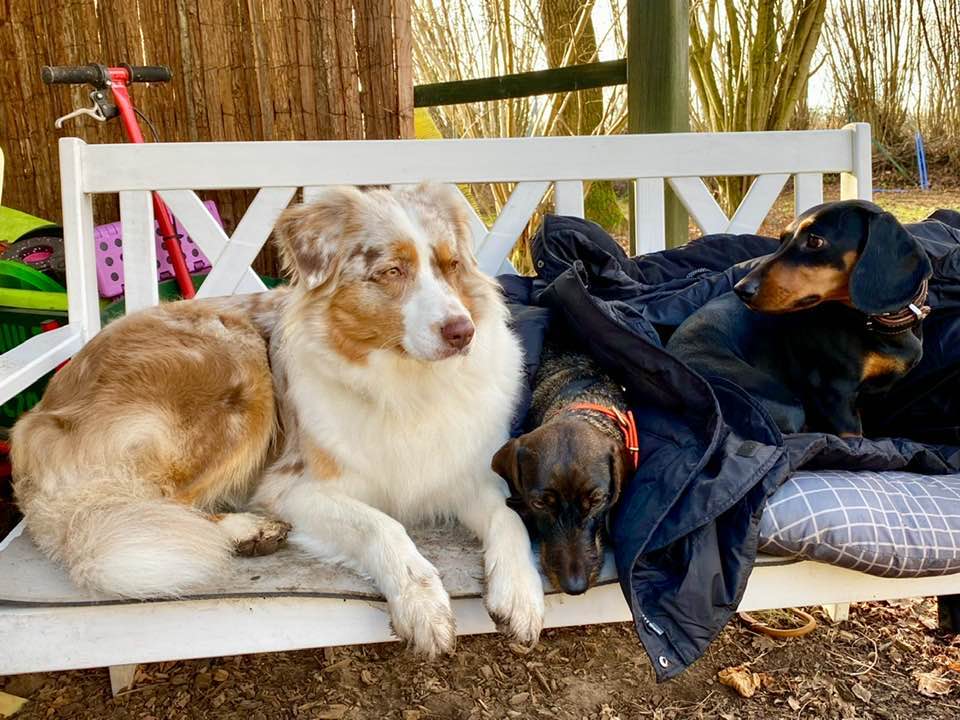 Foto aus dem Training der Hundeschule Gülzow