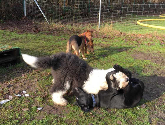 Foto aus dem Training der Hundeschule Gülzow