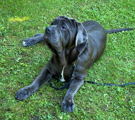 Foto aus dem Training der Hundeschule Gülzow