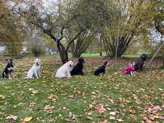 Foto aus dem Training der Hundeschule Gülzow