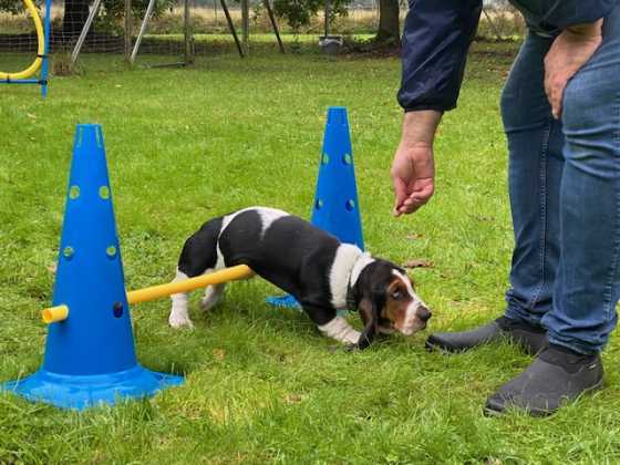 Foto aus dem Training der Hundeschule Gülzow
