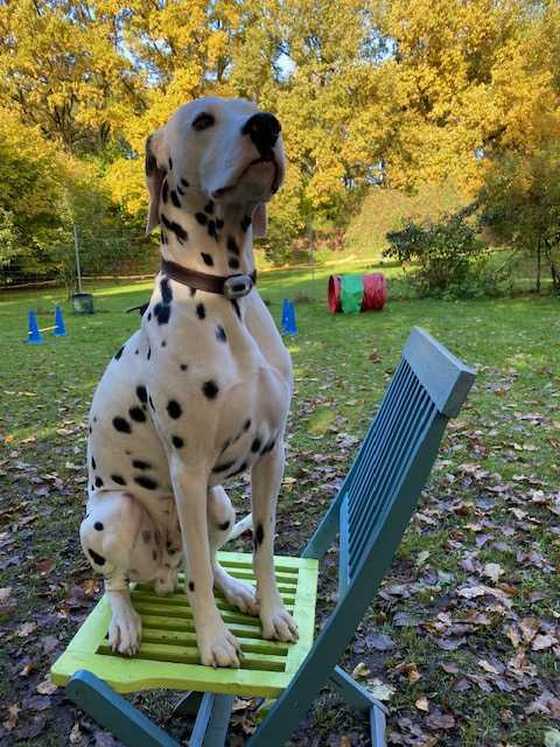 Ein gepunkteter Hund sitzt auf einem Stuhl auf dem Trainingsplatz