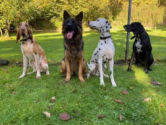 Vier Hunde sitzen nebeneinander auf dem Trainingsplatz
