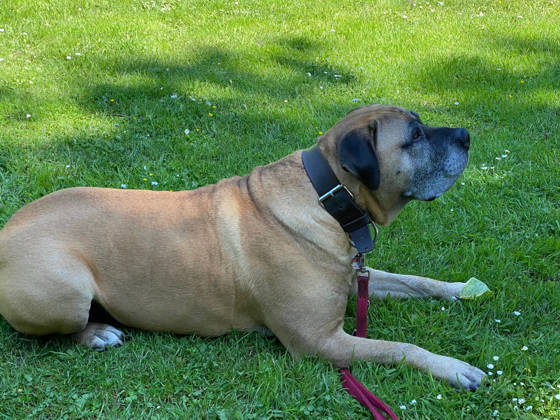 Foto aus dem Training der Hundeschule Gülzow