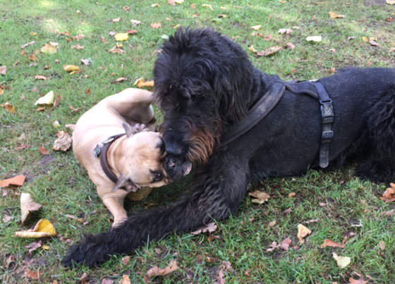 Foto aus dem Training der Hundeschule Gülzow