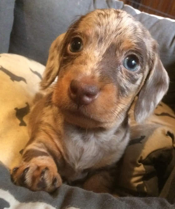 Foto aus dem Training der Hundeschule Gülzow