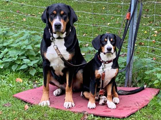 Foto aus dem Training der Hundeschule Gülzow
