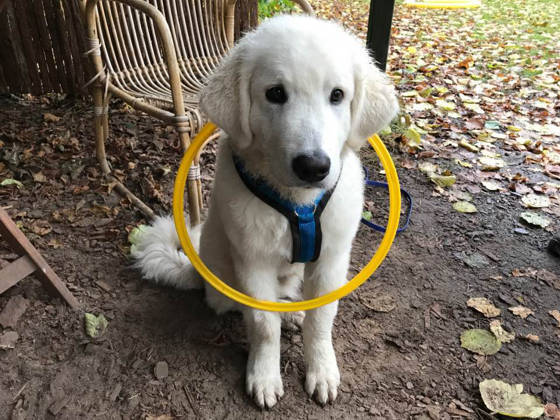Ein junger heller Hund sitzt mit einem gelben Reifen um den Hals auf dem Trainingsplatz