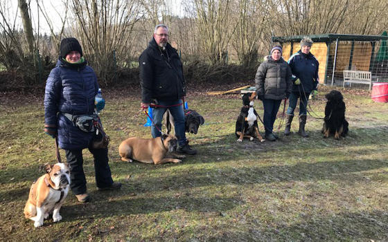 Mehrere Hunde der Trainingsgruppe nebeneinander