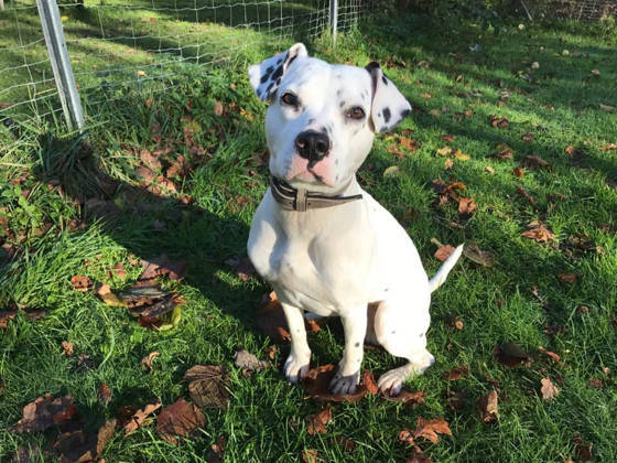 Ein weißer Hund sitzt auf der Wiese im Herbstlaub