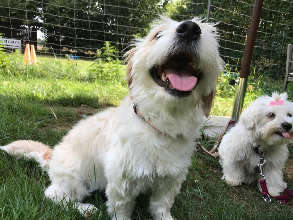 Foto aus dem Training der Hundeschule Gülzow