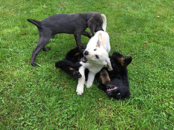 Foto aus dem Training der Hundeschule Gülzow