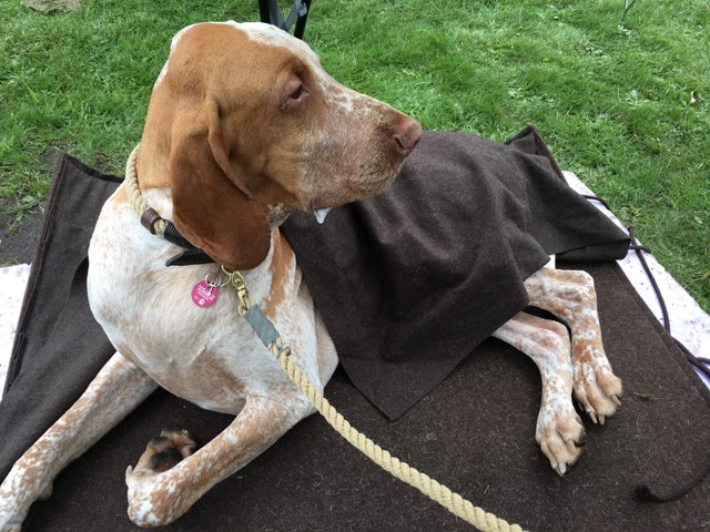 Foto aus der Hundeschule Gülzow