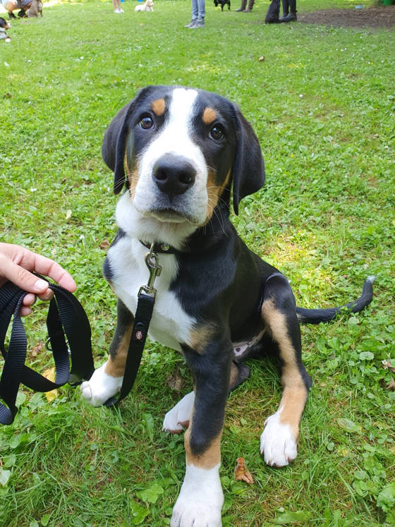 Foto aus der Hundeschule Gülzow