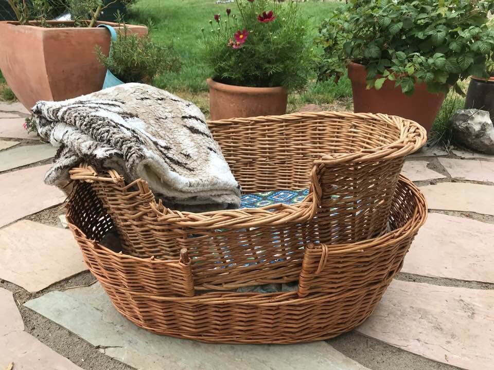 Foto aus der Hundeschule Gülzow