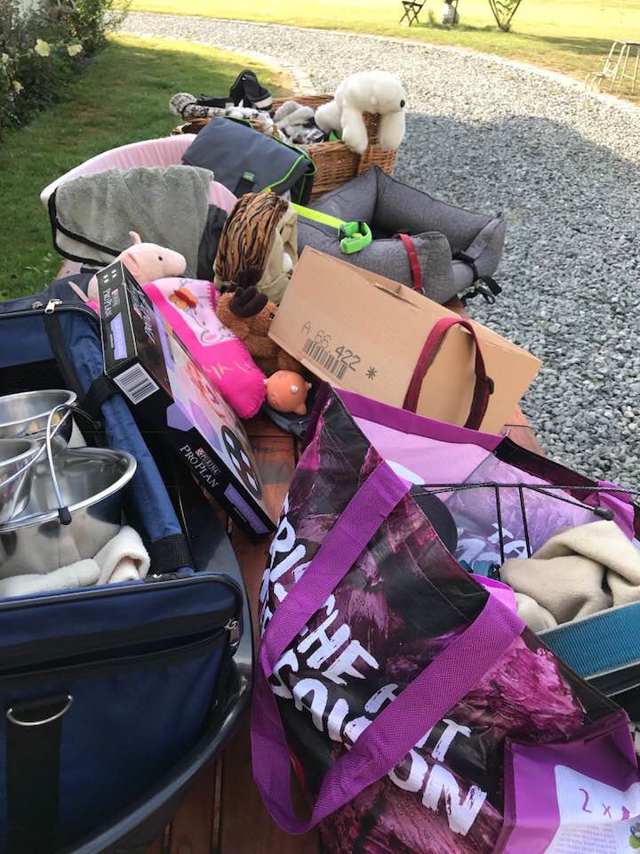Foto aus der Hundeschule Gülzow