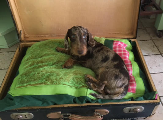 Foto aus der Hundeschule Gülzow