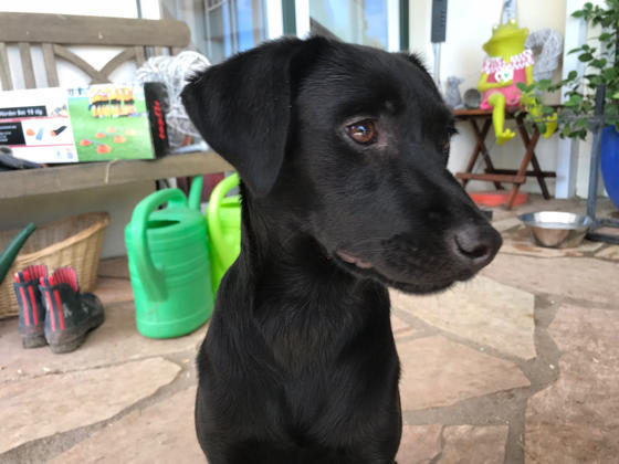 Foto aus der Hundeschule Gülzow