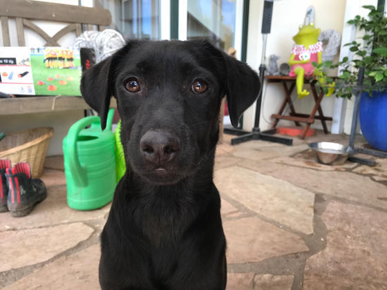 Foto aus der Hundeschule Gülzow