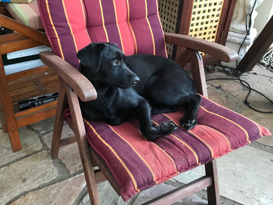 Foto aus der Hundeschule Gülzow