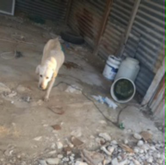 Foto aus der Hundeschule Gülzow