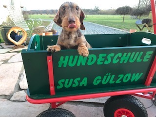 Ein Welpe schaut aus einem grünen Bollerwagen mit der Aufschrift Hundeschule Susa Gülzow