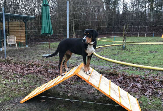 Ein Hund steht oben auf einer Schrägwand auf dem Trainingsplatz
