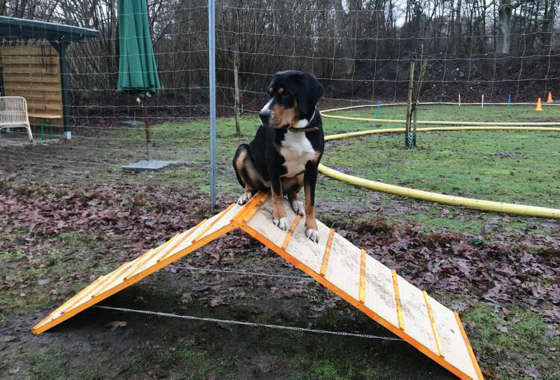 Derselbe Hund sitzt oben auf der Schrägwand und macht sich klein