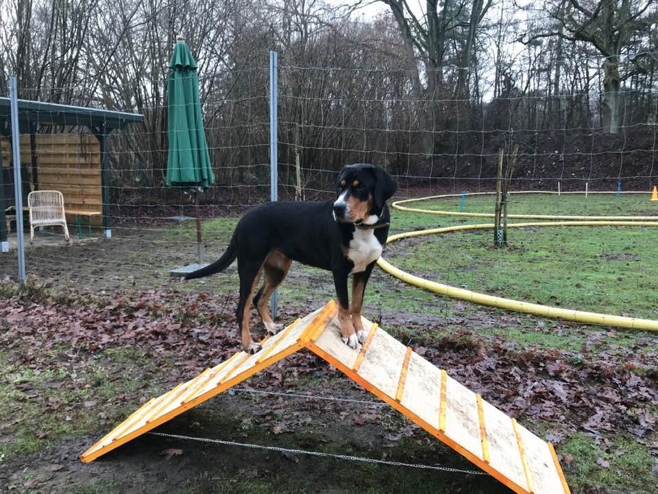 Ein Hund steht beim Cross Dogging auf einer Schrägwand
