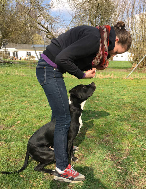 Eine Frau beugt sich auf der Wiese zu einem schwarzen Hund, der zu ihr aufschaut