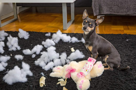 Ein kleiner Hund sitzt zufrieden zwischen zerfetzten Kissen und Stofftieren