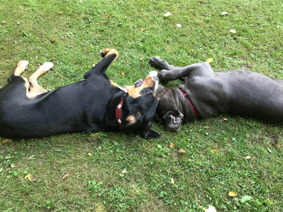 Zwei Hunde wälzen sich entspannt im Gras