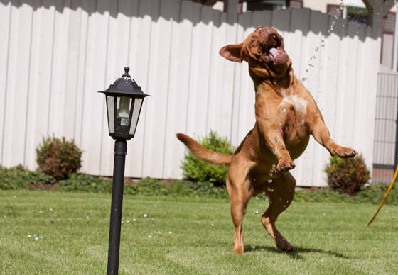 Ein junger Hund springt im Garten ausgelassen in die Luft