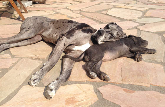 Zwei große graue Hunde liegen erschöpft nebeneinander auf Steinplatten