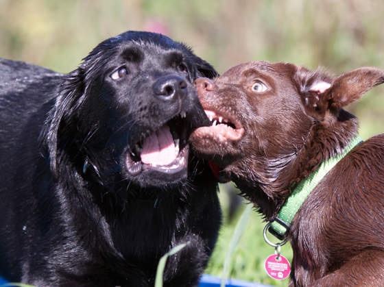 Ein schwarzer und ein brauner Hund toben miteinander