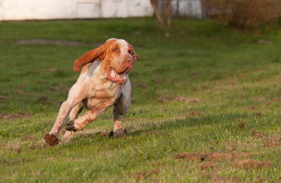 Ein Hund rennt mit fliegenden Ohren über die Wiese