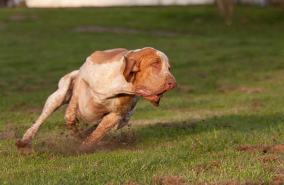 Ein Hund läuft im Galopp auf die Kamera zu