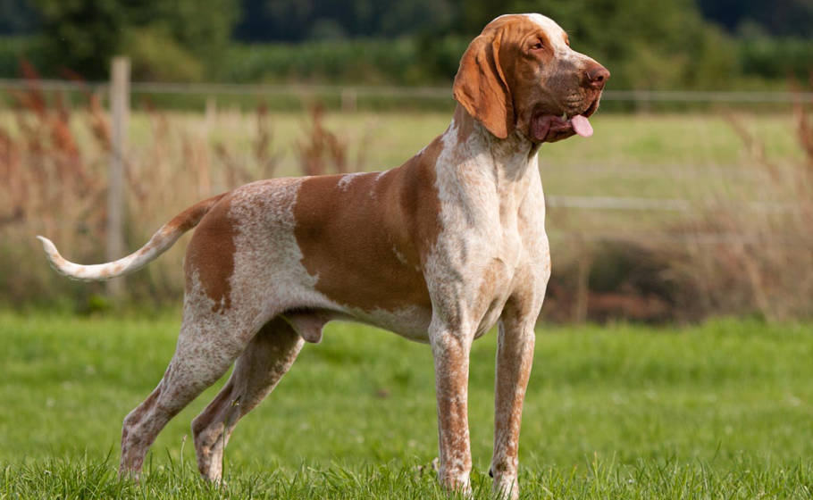 Ein orange-weißer Jagdhund steht aufmerksam auf einer Wiese