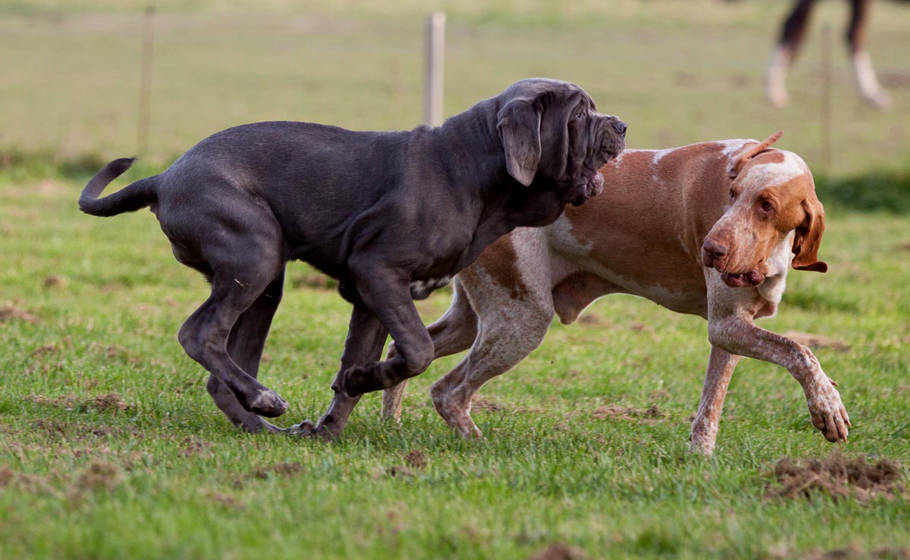 Ein dunkelgrauer und ein orange-weißer Hund toben gemeinsam über die Wiese