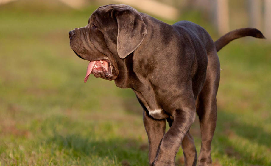 Ein großer grauer Hund trottet mit hängender Zunge über den Rasen