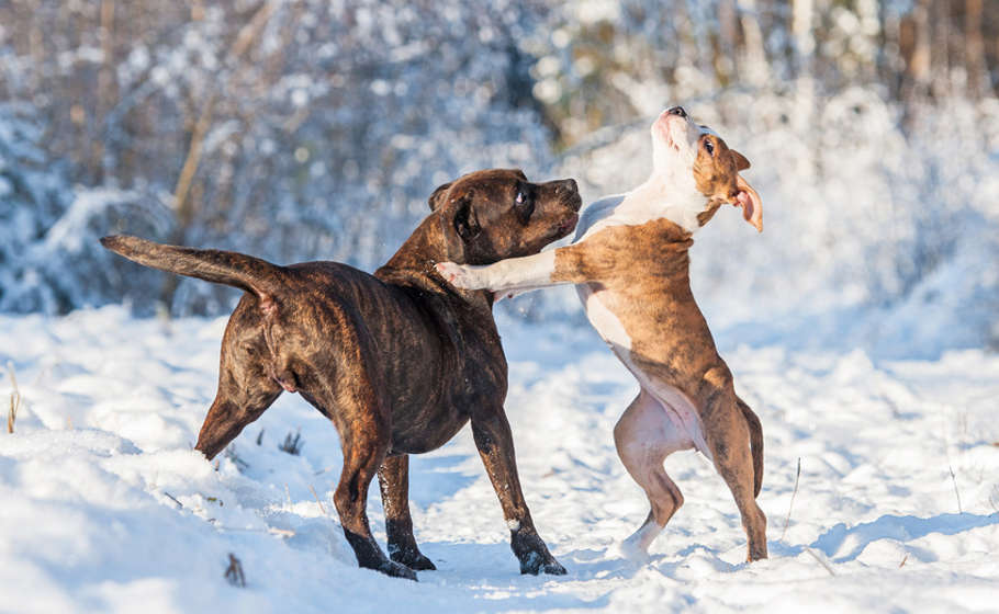Zwei Hunde spielen im Schnee
