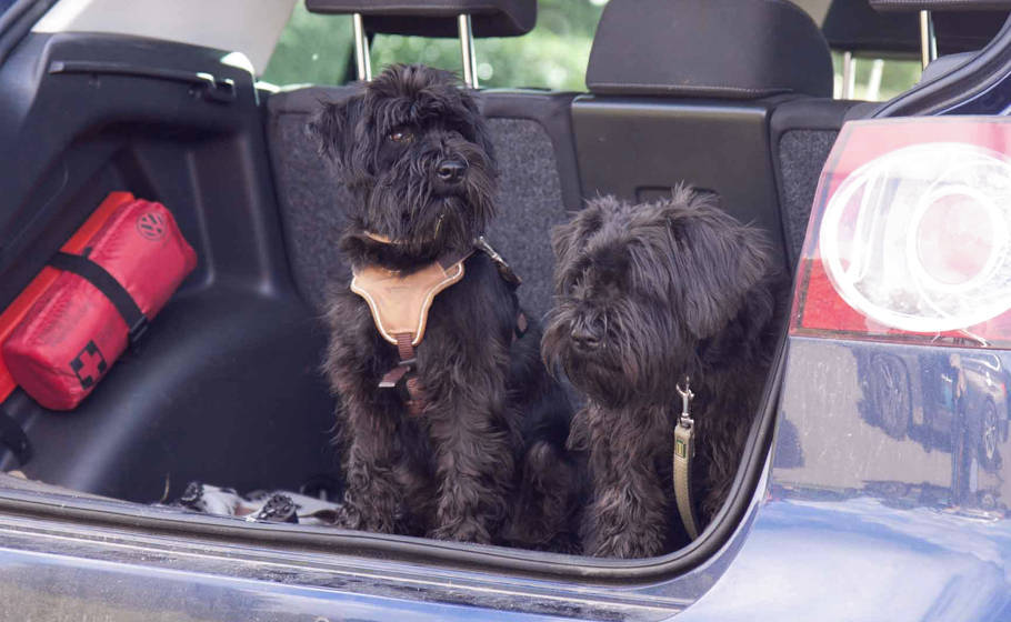 Zwei schwarze Hunde sitzen im offenen Kofferraum eines Autos
