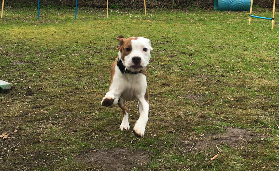 Ein weiß-brauner Hund läuft auf dem Trainingsplatz auf die Kamera zu